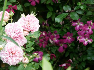 Clematis viticella 'Rubra' und Rose ‘Uetersens Rosenprinzessin’