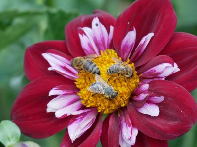 Bienen lieben die ungefüllten Dahlienblüten