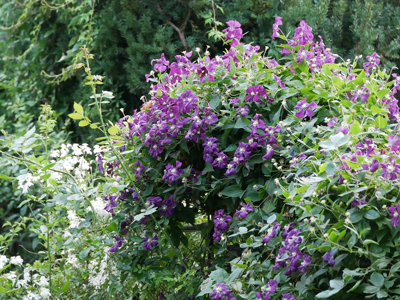 Clematis Viticella Etoile Violette Ein Empfehlenswerter Gartenklassiker