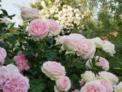 Edenrose mit der Rose Uetersens Rosenprinzessin