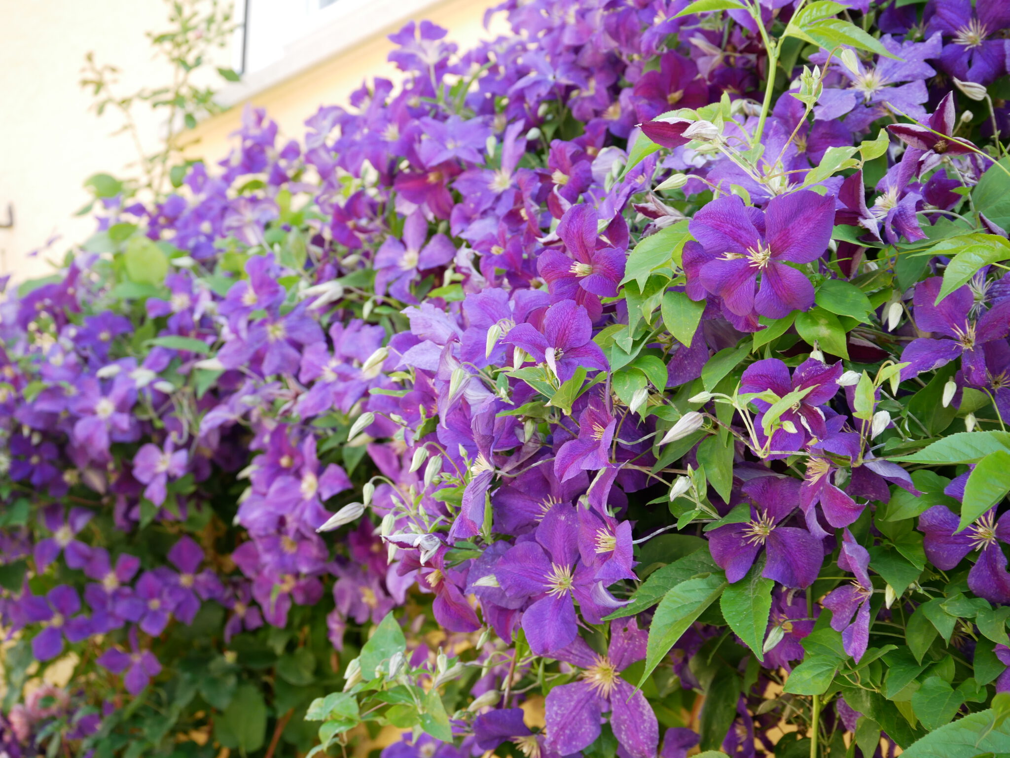Clematis Sortenwahl wir geben Tipps wie Sie die richtige Clematis finden