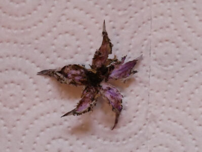 Kalifornischer Blütenthrips Schaden an einer Clematisblüte