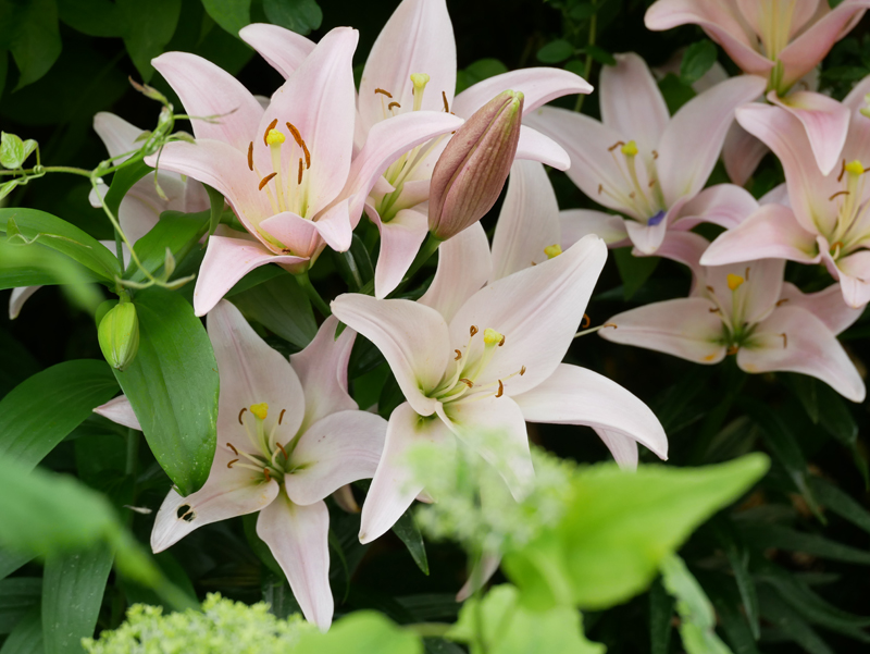 Lilien LAHybriden sie vereinen das beste beider Elternteile