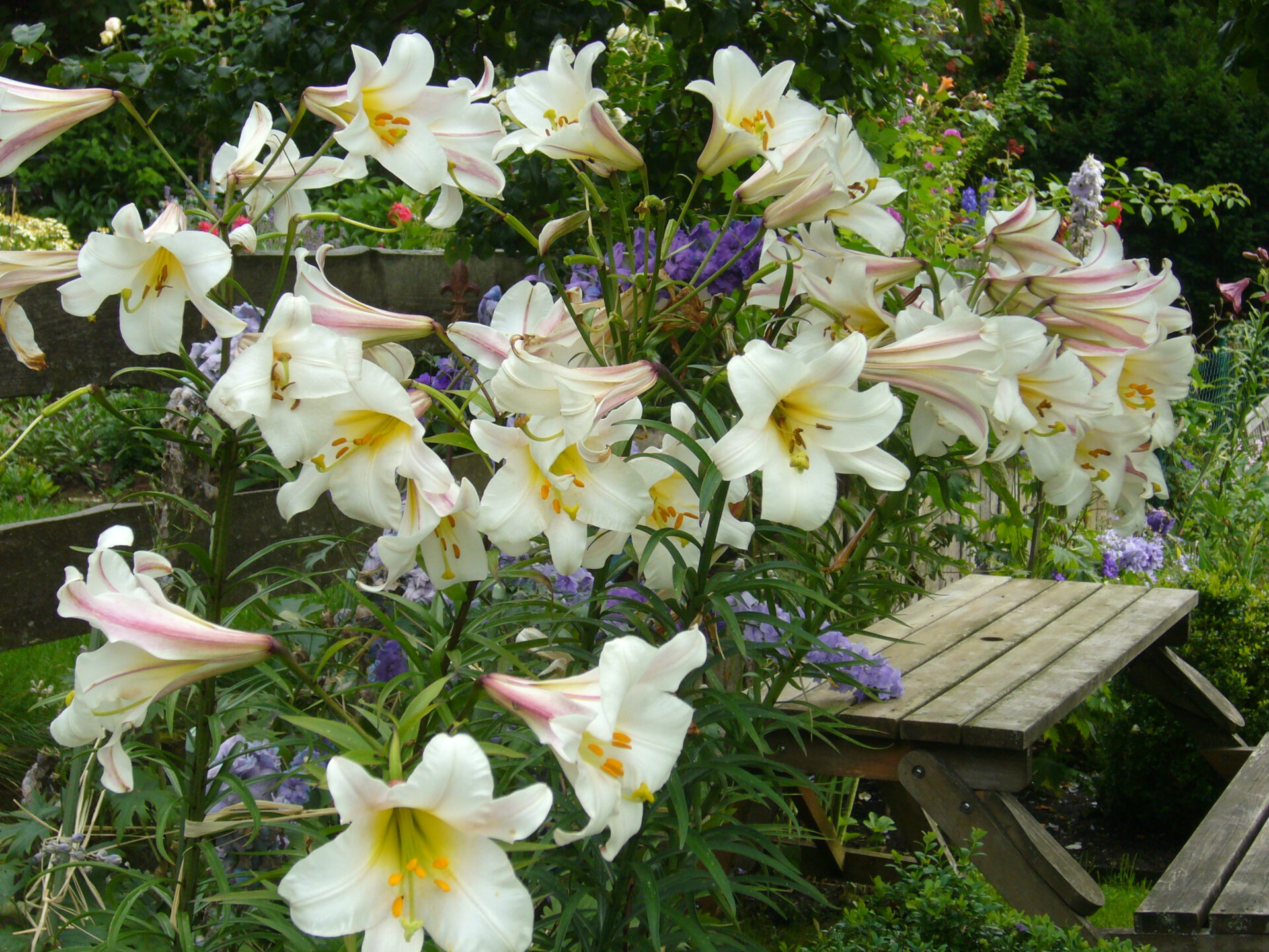 Lilien Tipps für eine erfolgreiche Kultur im Garten • clematisworld