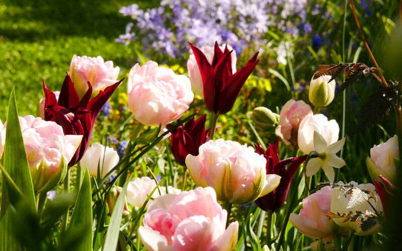 Tulipa Sarah Raven, Tulipa Angélique, Phlox divaricata Clouds of Perfume