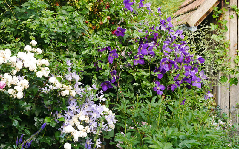 Clematis BLUE RIVER and Clematis Jackmanii